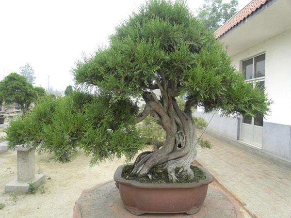 盆景要师法造化 繁中求简