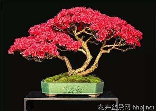 盆景是艺术美的创造,同山水画和山水园林有着相似之处