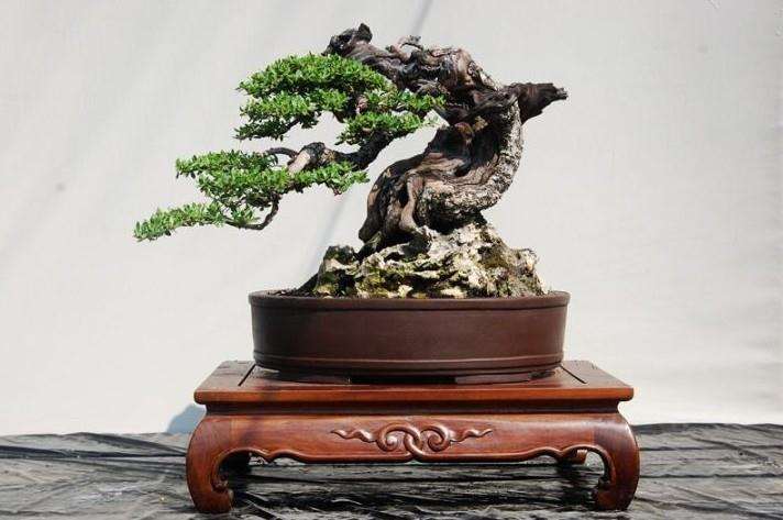 斑鸠抱窝记(散文)