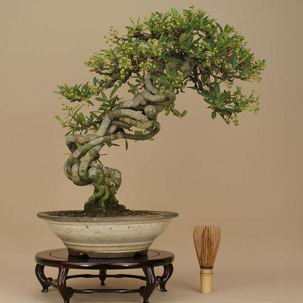 盆景艺术的外在功夫