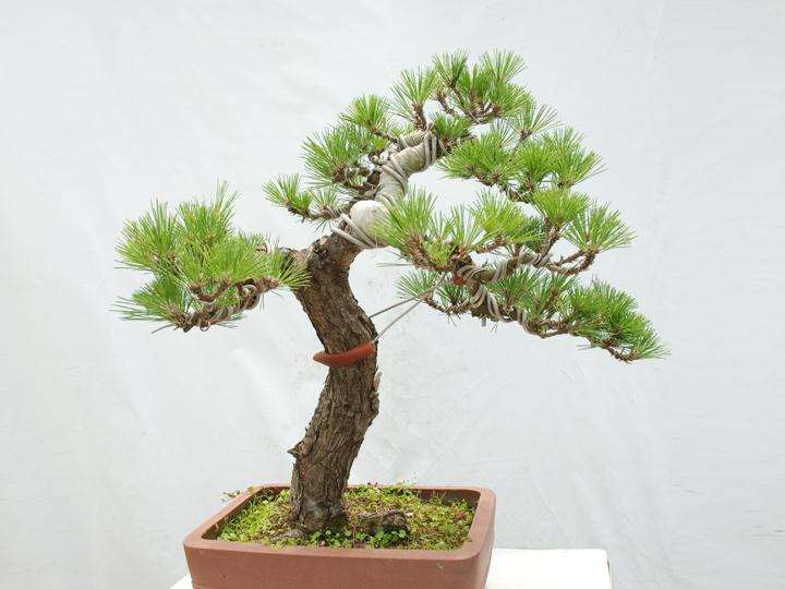 盆景制作的原理