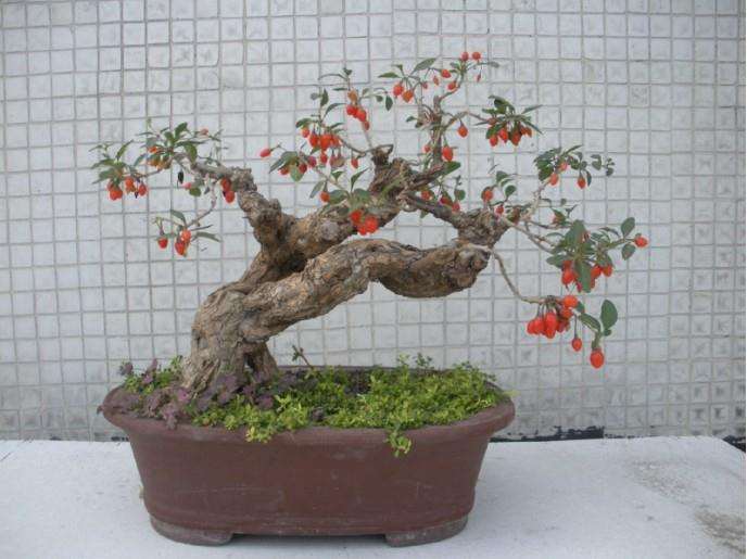 盆景创作入门系列(八)