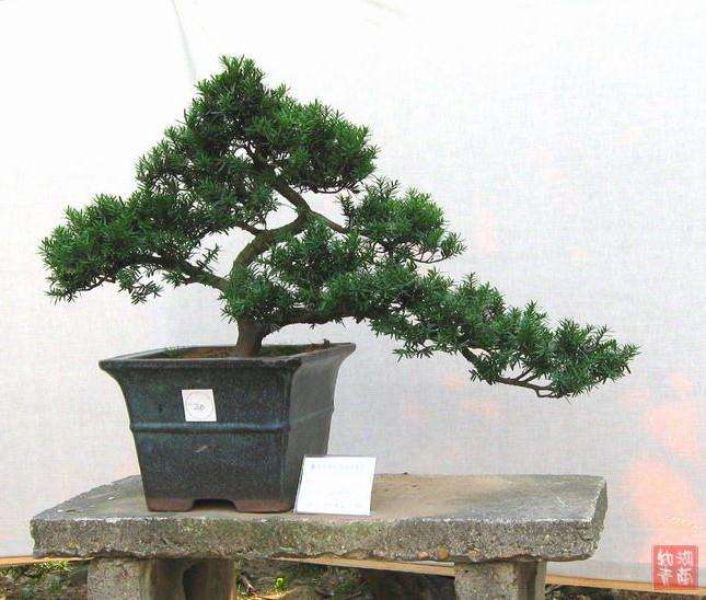 北京盆景的风格