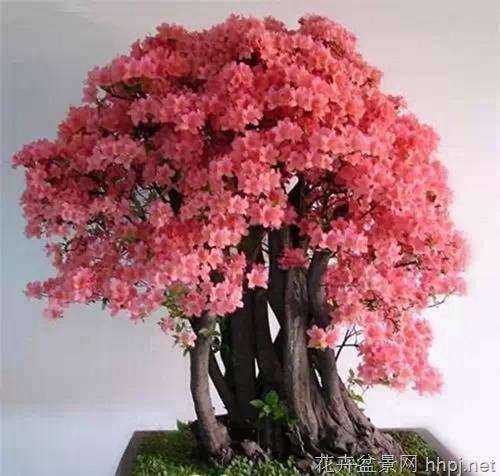 盆景创作入门系列(九)