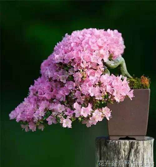 盆景制作技巧-自然而意境高远