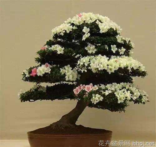 袖珍和其他故事相比,就好比盆景和大树