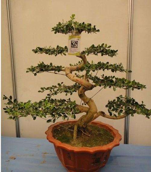 我养盆景的心得