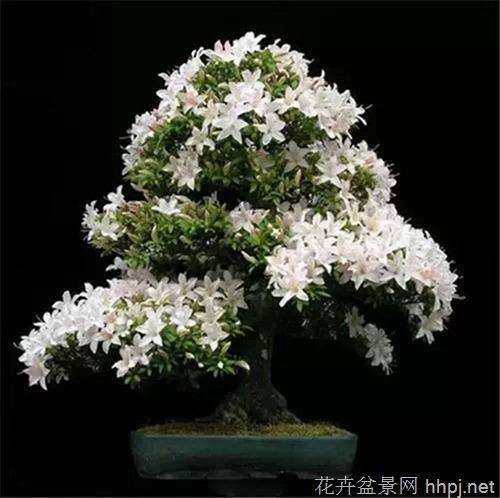 我救活了盆景 因为这种盆景是很难养的