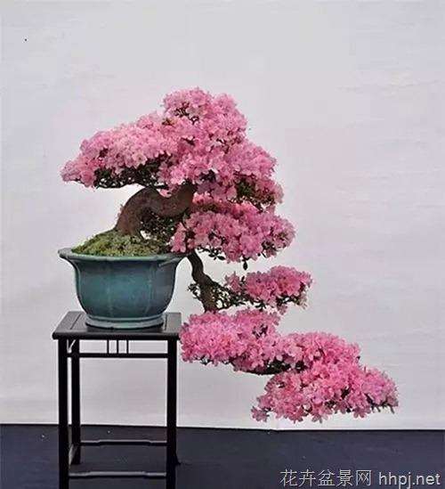 对深圳这盆景森林近年来发展的好奇