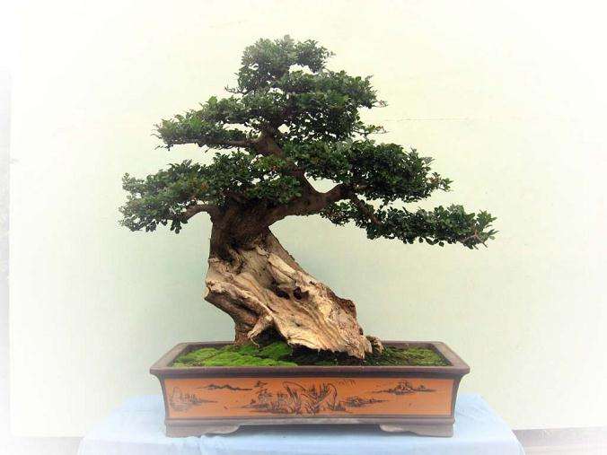 清清楚楚地看到了另外一个盆景欲望的盆景