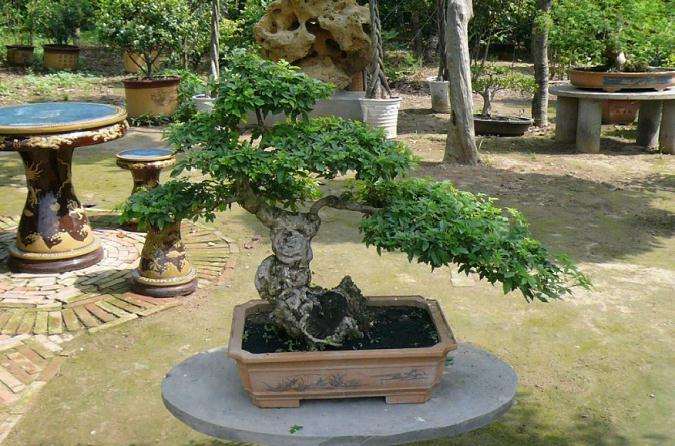 唠叨盆景是责怪盆景不给她争气