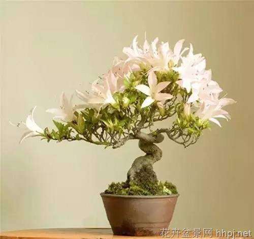 家里栽了几棵盆景,虽然并不名贵但每天下班回家