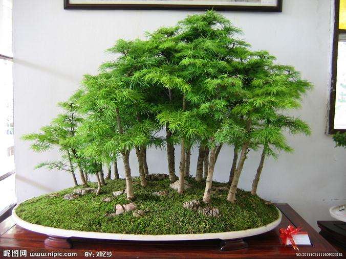 峰顶草木青翠葱茏,形成一个又一个“放大的盆景”