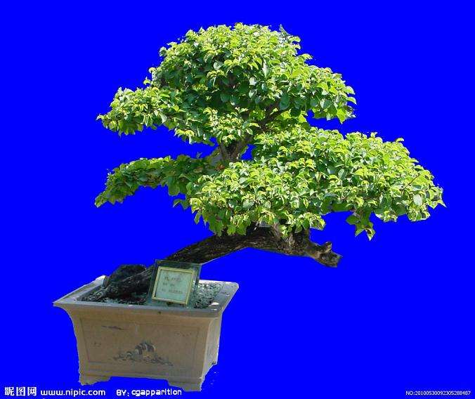 中国传统盆景经历了近代的没落和冲击 可以说凋零得很