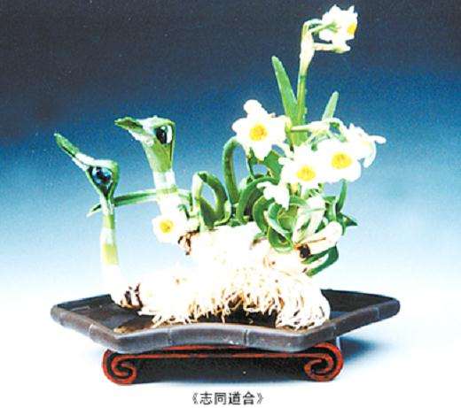 爸是个水仙盆景迷。他呀,老爱对水仙修啊剪的