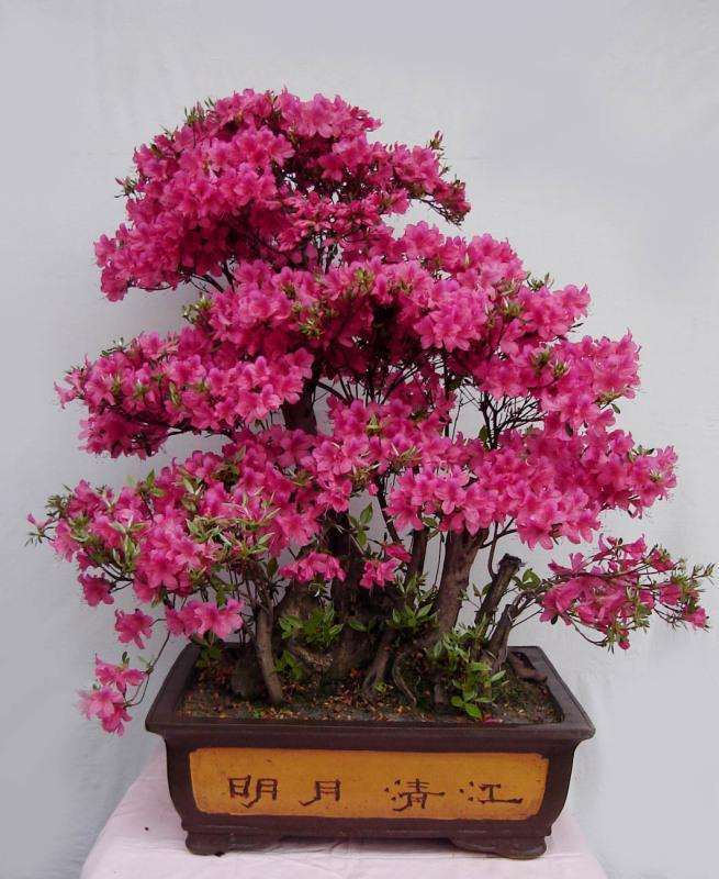 她家住在一楼,有一个摆满了盆景的精致院落