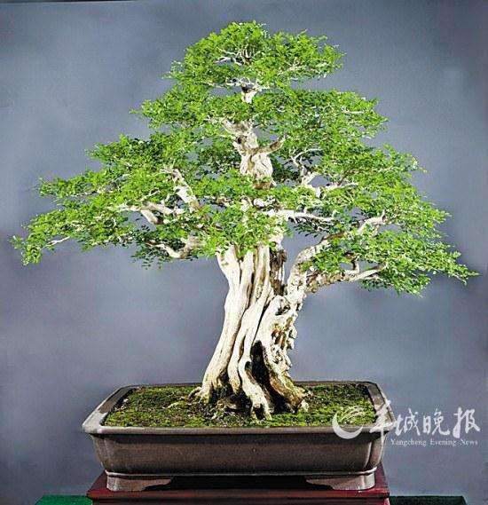 我的森林盆景园