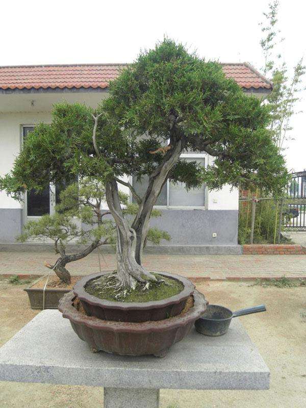 论沈少明近作《盆景》系列