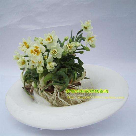 花卉盆景虽然很小,但一样可以展示它的情趣和魅力