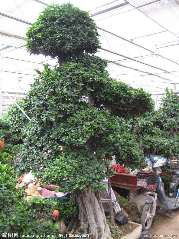 我家的榕树盆景