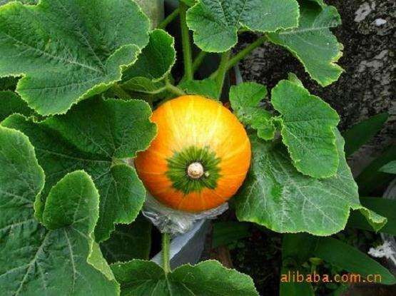 如果可以选择,你愿意做南瓜还是盆景呢?