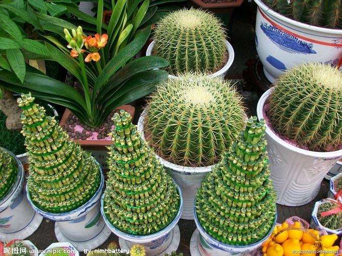 书桌上的盆景枯了 我也像它一样枯了 只是我真的想哭了