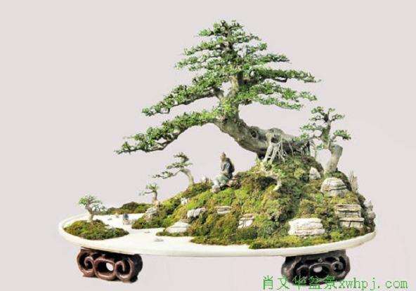 《听雨》盆景制作手记