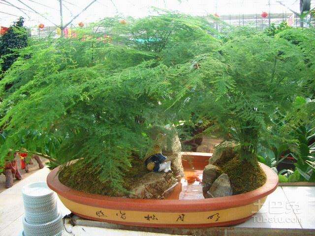 总经理提出其办公室要放盆文竹盆景