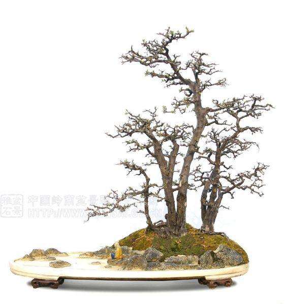 我父母制作养护的盆景很是赏心悦目,上传2张照片 供朋友们欣赏