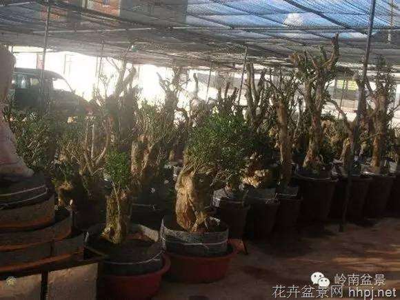 江苏沭阳得万亩花木盆景