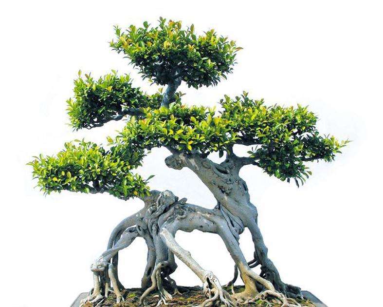 桂林盆景真可谓情趣隽永(散文)