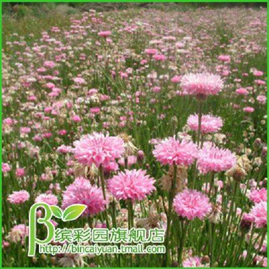 赏秋菊、观盆景!