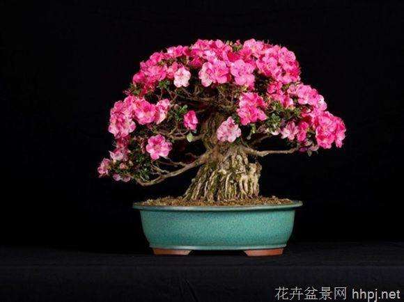 美丽的盆景树