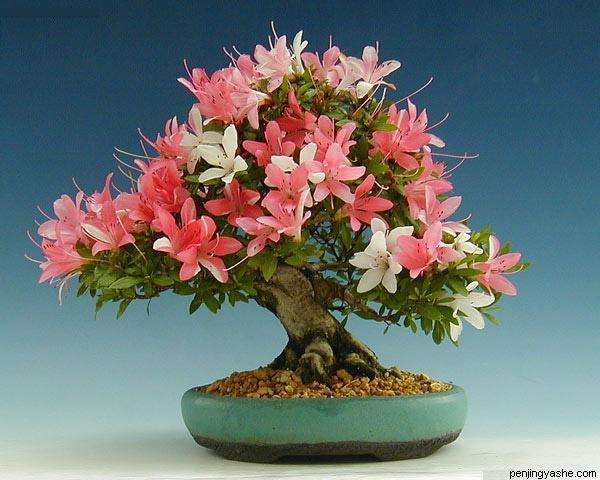 再见了,我养的盆景