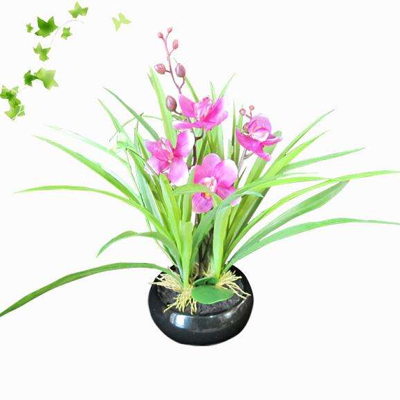 莱昂的兰花盆景