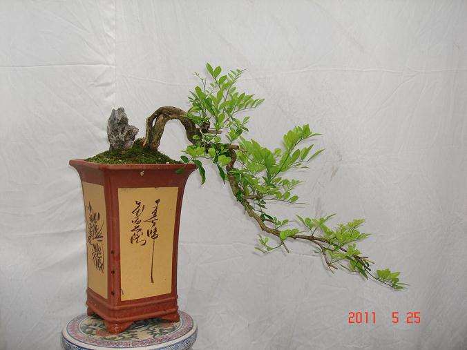 周日花卉市场游记