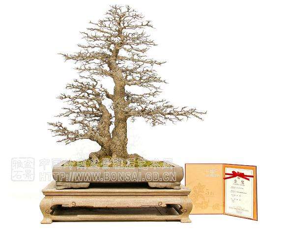 今天,我们小记者去中国翰园参观盆景