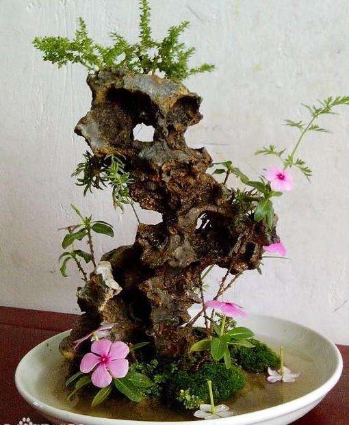 看窗台上的几盆绿色的盆景植物