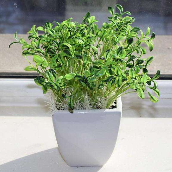 算了,发个豆芽当盆景吧