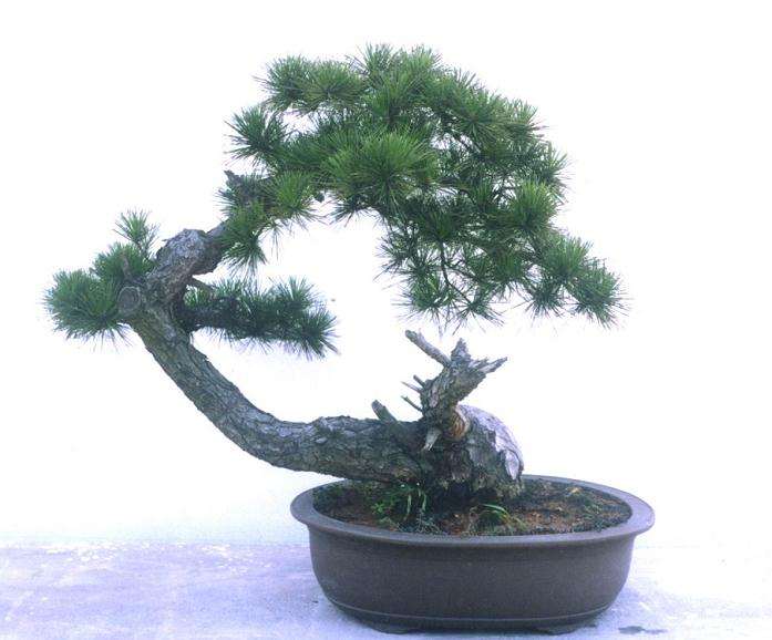 广场上那漂亮的盆景