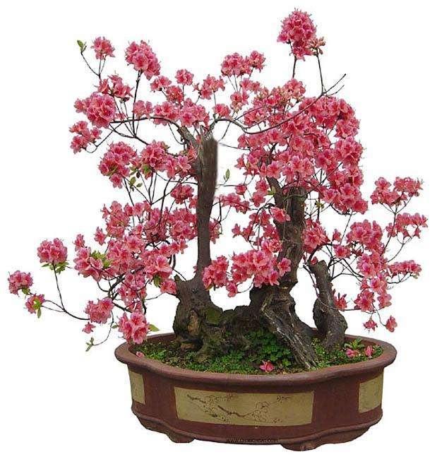 浅谈盆景界目前存在某些倾向性问题