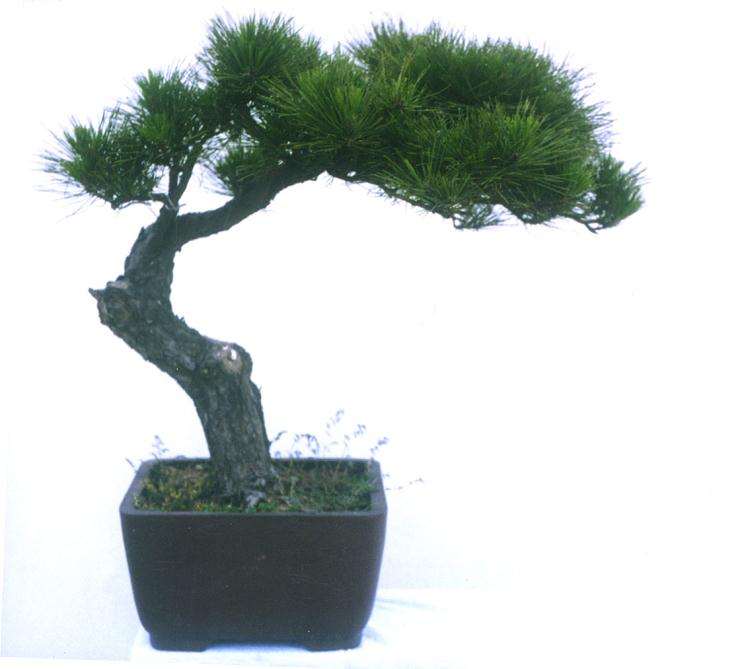 我非常喜欢这个盆景,希望它能快快长大