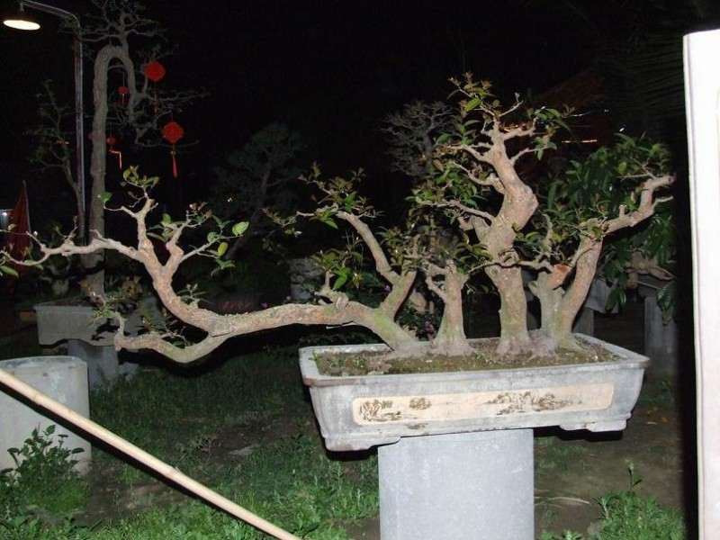 盆景是爷爷的最爱