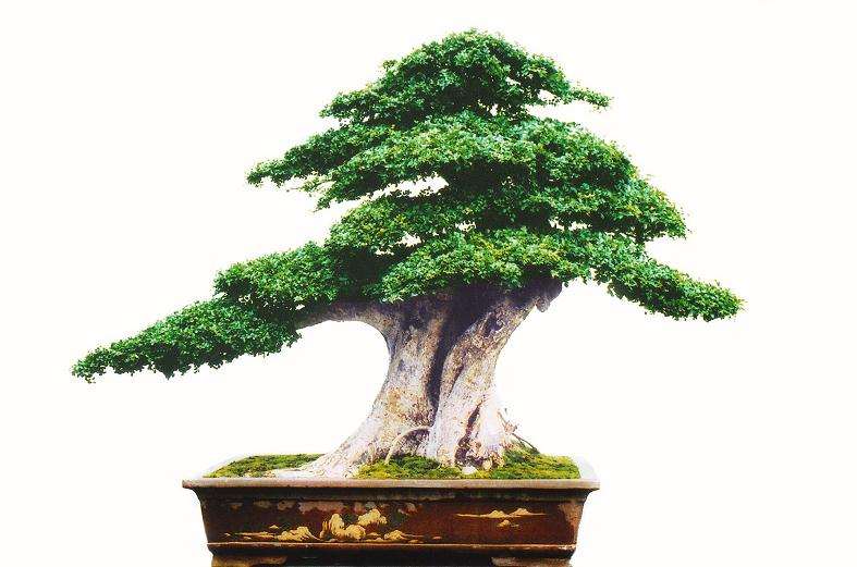 鲍家花园---盆景园