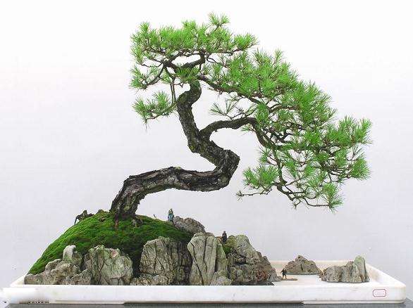 街边卖盆景的老人