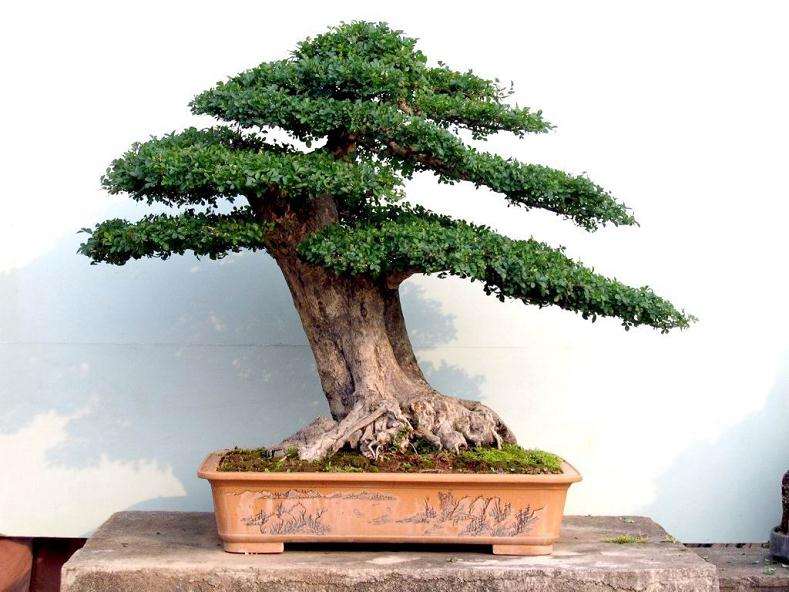 谈盆景《横空出世》的制作