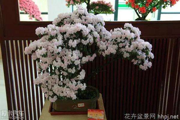 胡光生盆景艺术风格初探