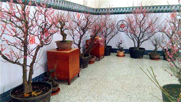 盆景《西风烈》创作体会