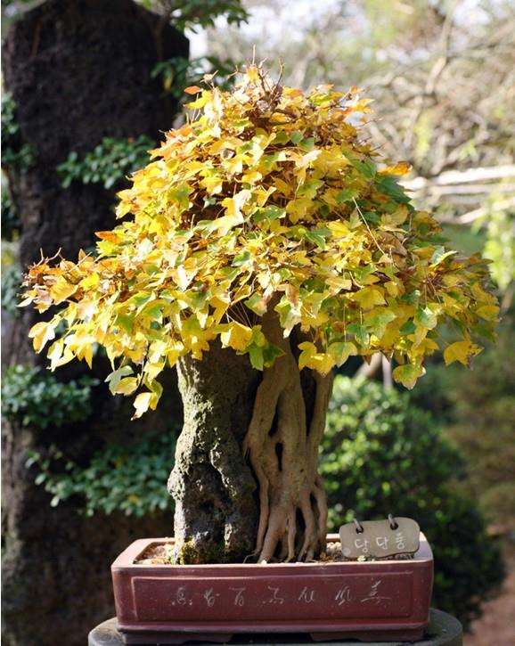 抬头看看窗台窄窄一方空间上的盆景