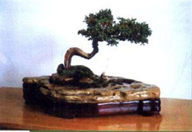 盆景《渔趣》《思乡》创作谈